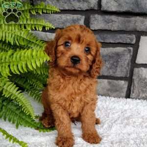 Leo, Cavapoo Puppy