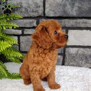 Leo, Cavapoo Puppy