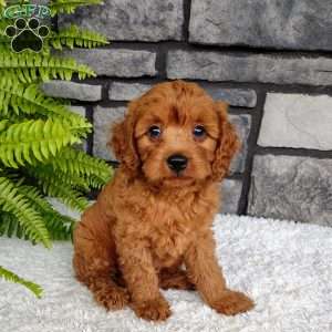 Leo, Cavapoo Puppy