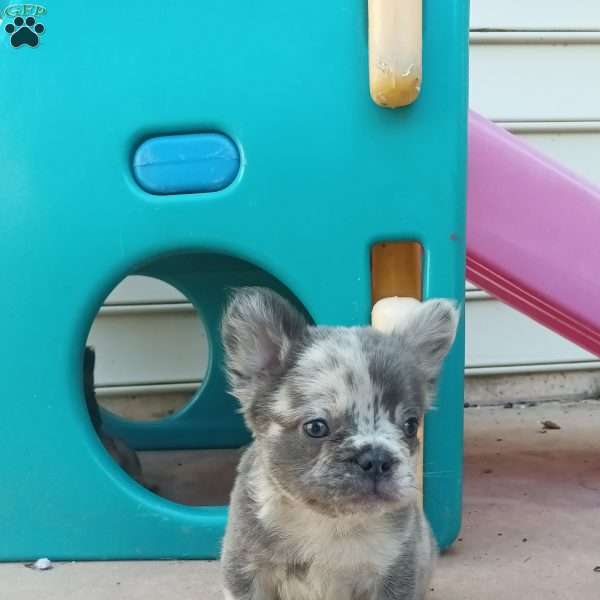 Breeze, French Bulldog Puppy