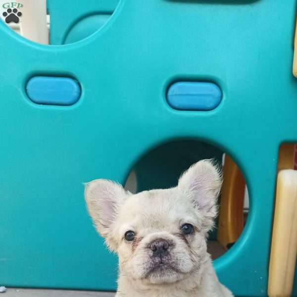 Sugar, French Bulldog Puppy