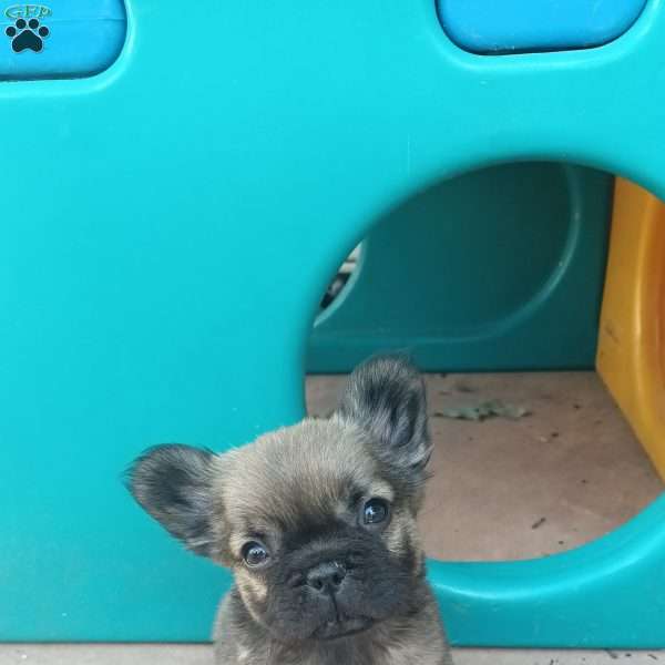 Mocha, French Bulldog Puppy