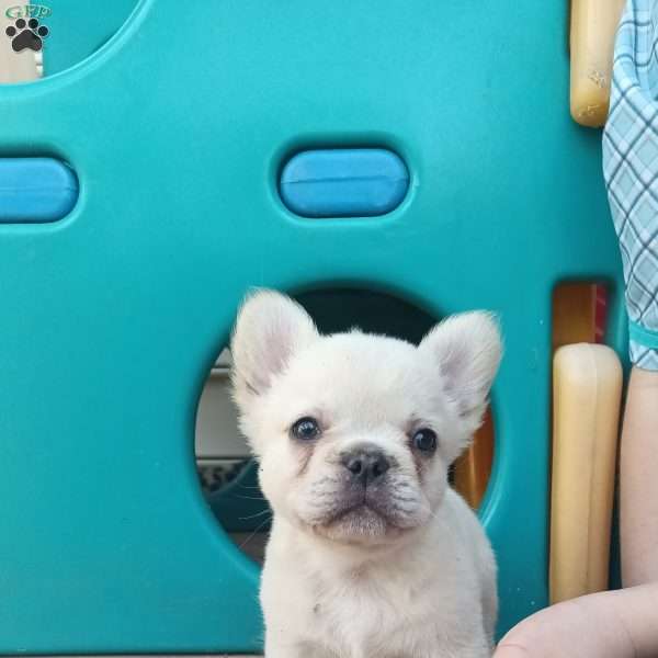 Creamer, French Bulldog Puppy