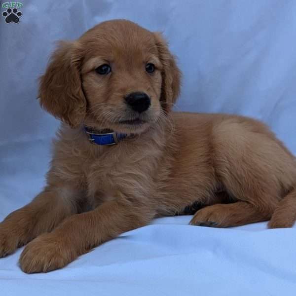 Lucky, Golden Retriever Puppy