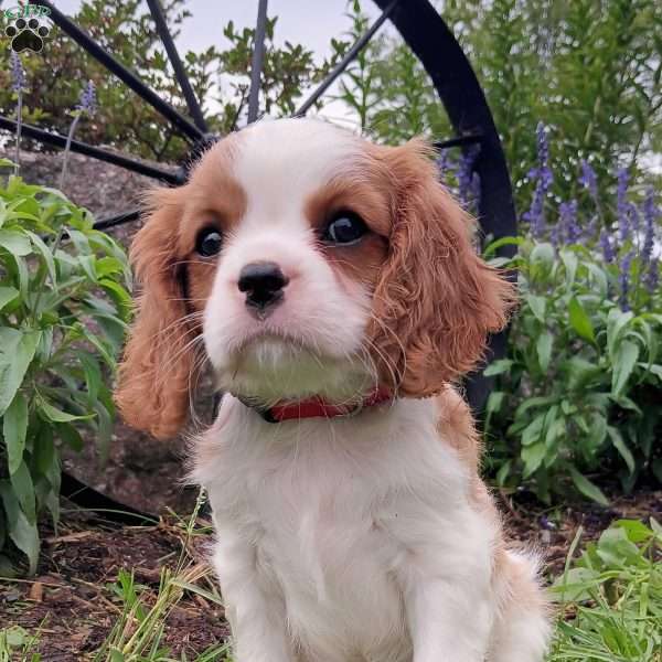 Case, Cavalier King Charles Spaniel Puppy