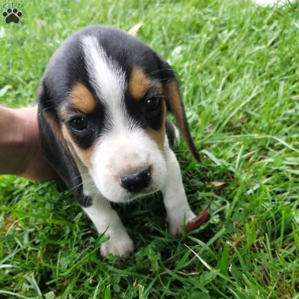 Willow, Beagle Puppy