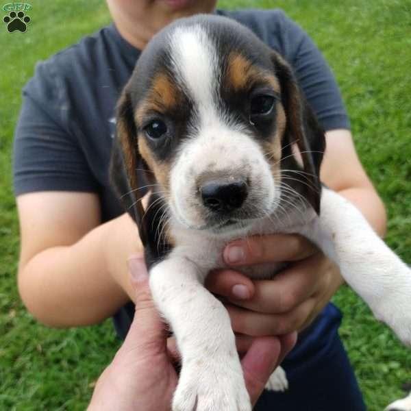 Treasure, Beagle Puppy