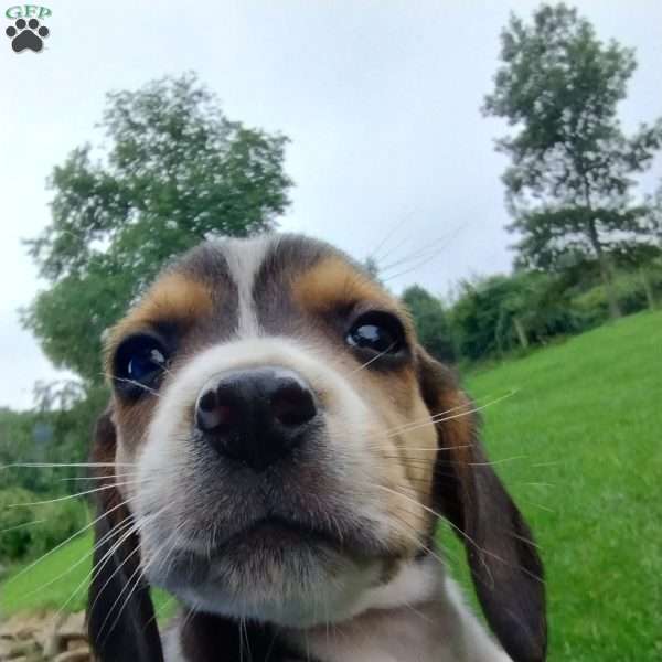 Rocky, Beagle Puppy