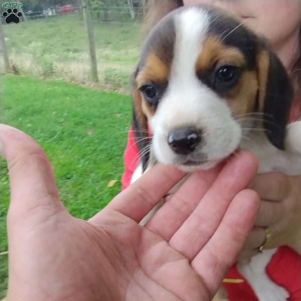 Cooper, Beagle Puppy