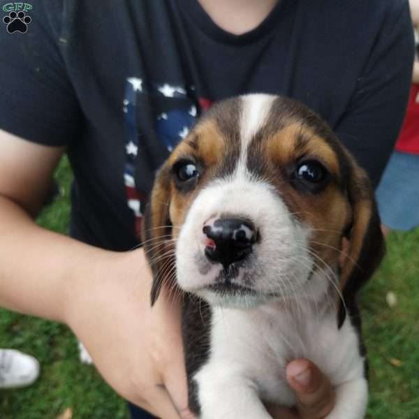 Rusty, Beagle Puppy