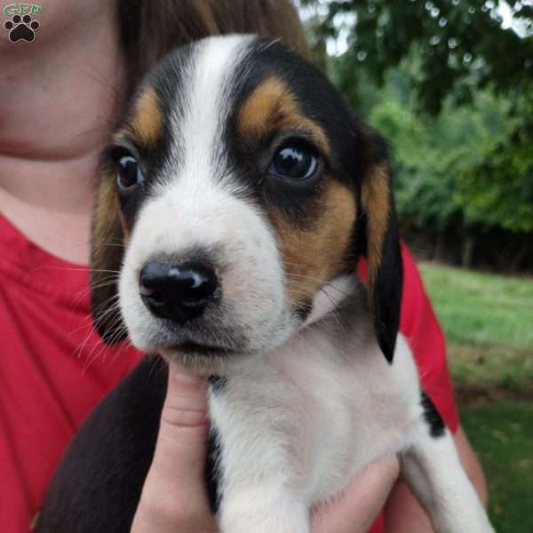 Elvis, Beagle Puppy