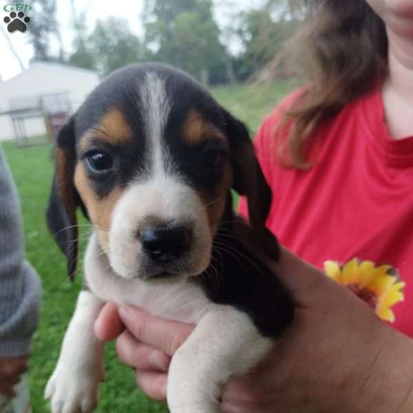 Woody, Beagle Puppy