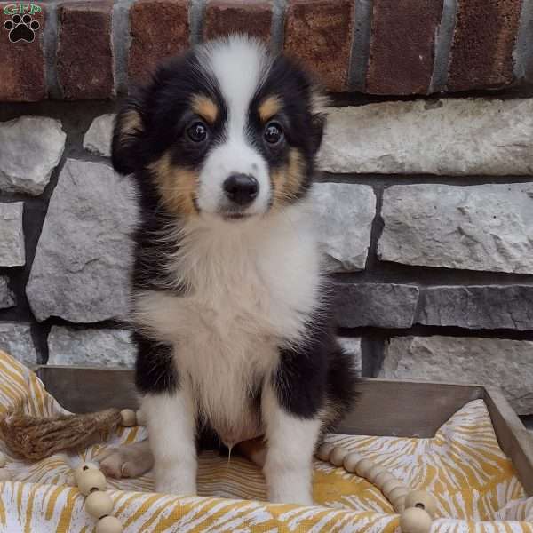 Leo, Toy Australian Shepherd Puppy