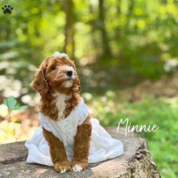 Minnie, Mini Goldendoodle Puppy