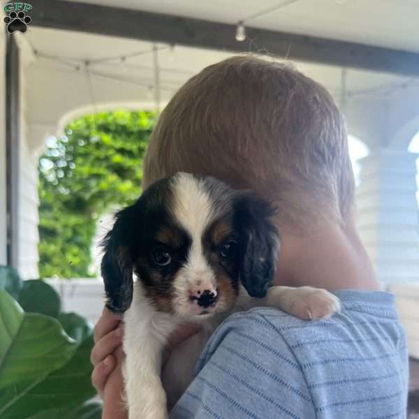 Billy, Cavalier King Charles Spaniel Puppy