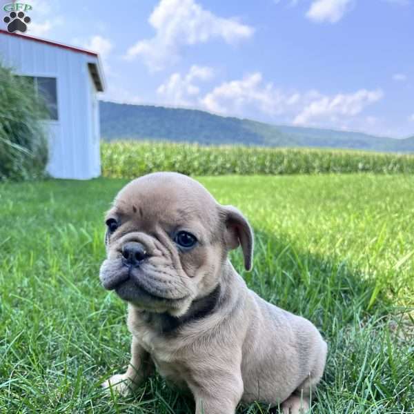 Charles, French Bulldog Puppy