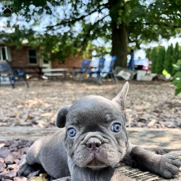 Dante, French Bulldog Puppy