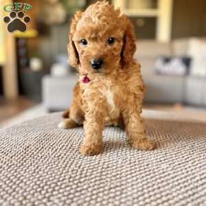 River F1B, Mini Goldendoodle Puppy