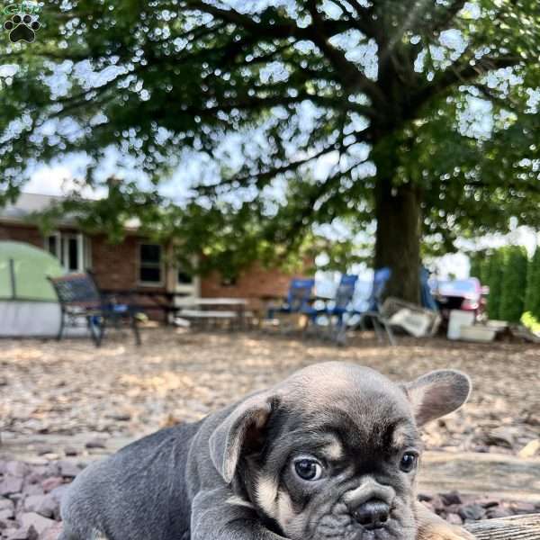 Baxter, French Bulldog Puppy