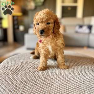 River F1B, Mini Goldendoodle Puppy