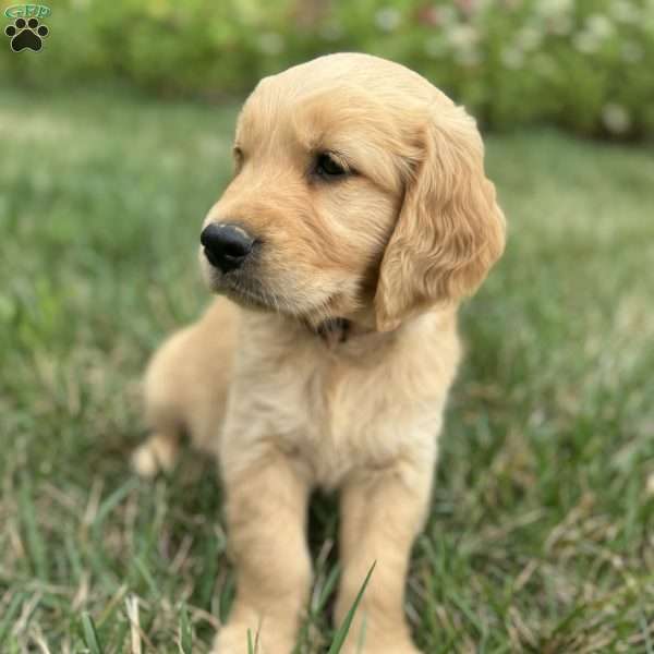 Chewy, Golden Retriever Puppy