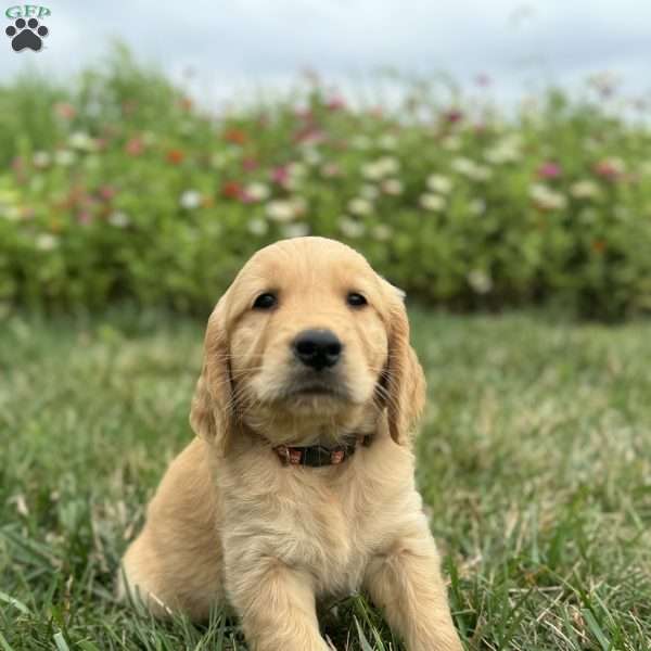 Cooper, Golden Retriever Puppy