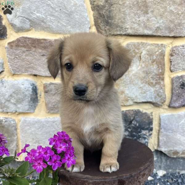 Callie, Welsh Corgi Mix Puppy