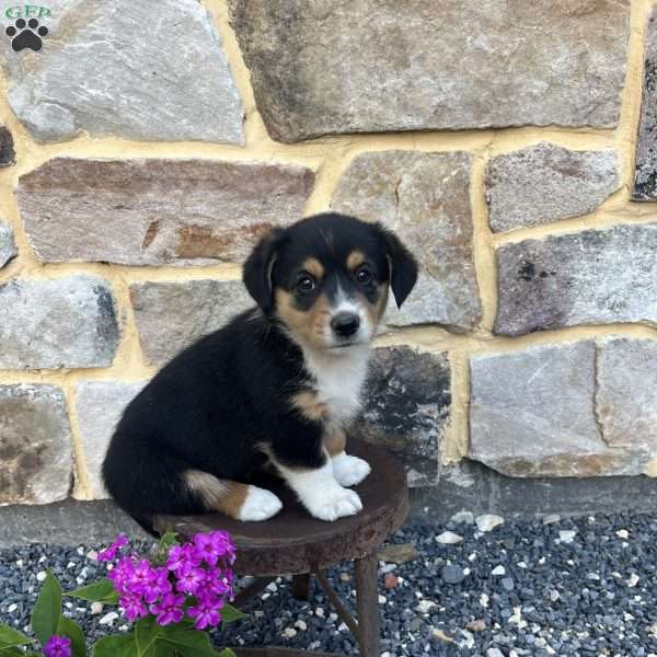 Cookie, Welsh Corgi Mix Puppy