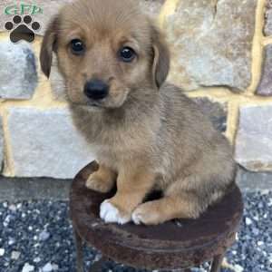 Cocoa, Welsh Corgi Mix Puppy