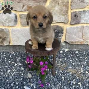 Cocoa, Welsh Corgi Mix Puppy