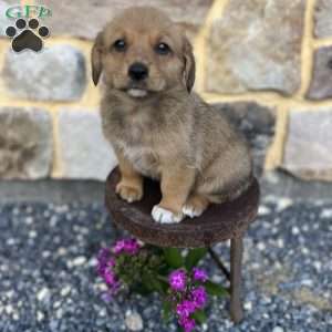 Cocoa, Welsh Corgi Mix Puppy