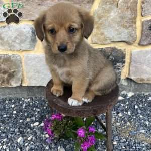 Cocoa, Welsh Corgi Mix Puppy