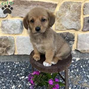 Cocoa, Welsh Corgi Mix Puppy