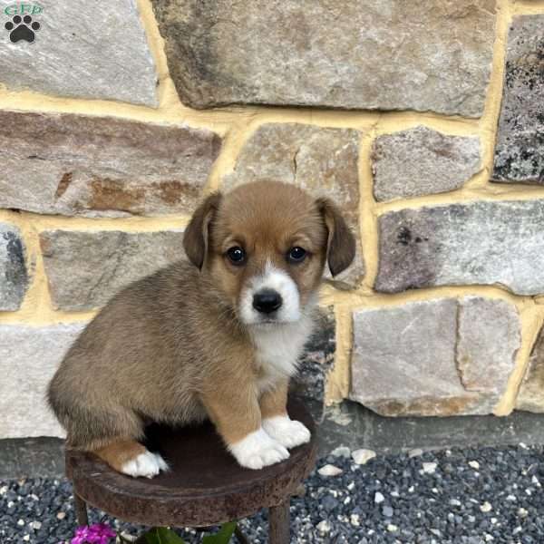 Casey, Welsh Corgi Mix Puppy