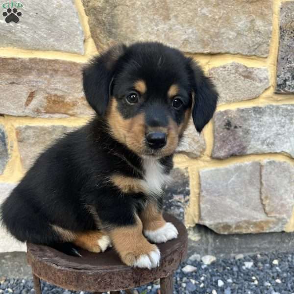 Calvin, Welsh Corgi Mix Puppy