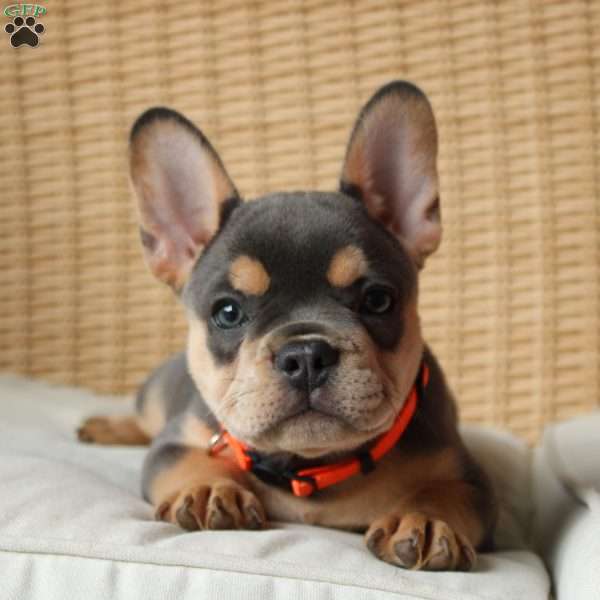 Oscar, French Bulldog Puppy