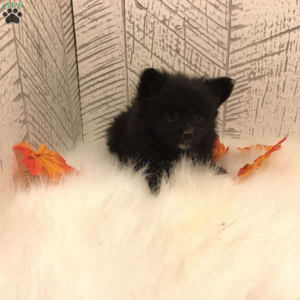 Ashley, Pomeranian Puppy