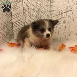 Bella, Pomeranian Puppy