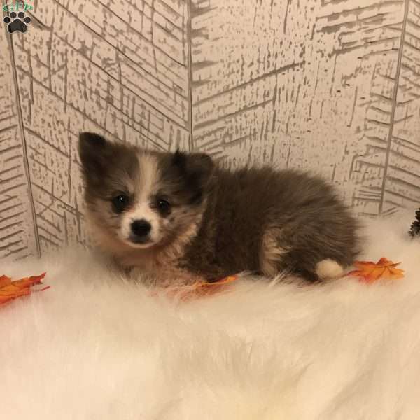 Bella, Pomeranian Puppy