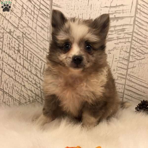 Davis, Pomeranian Puppy