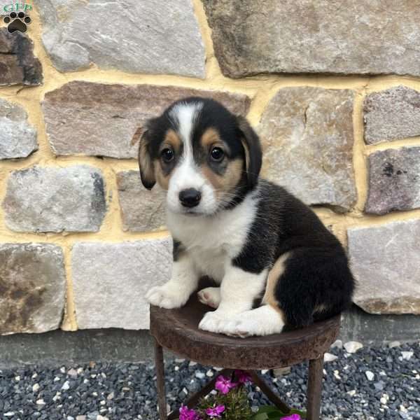 Cody, Welsh Corgi Mix Puppy