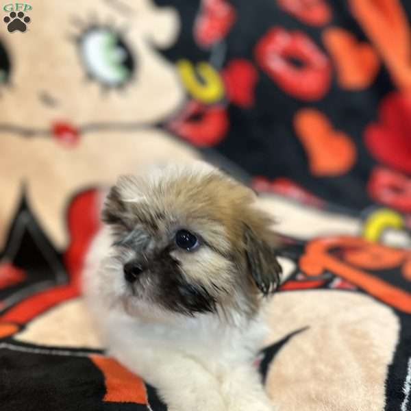 Jennifer, Shih Tzu Puppy