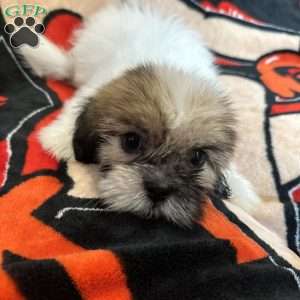 Jennifer, Shih Tzu Puppy