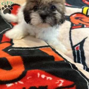 Jennifer, Shih Tzu Puppy