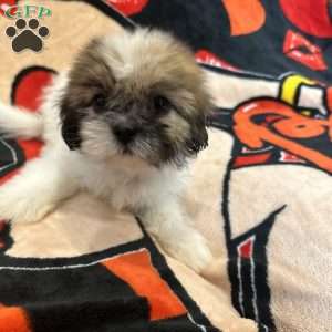 Jennifer, Shih Tzu Puppy