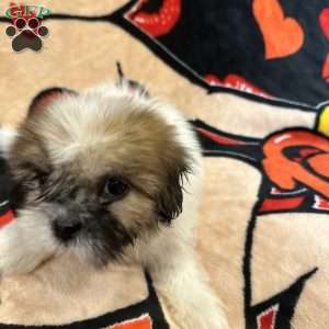 Jennifer, Shih Tzu Puppy