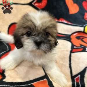 Jennifer, Shih Tzu Puppy