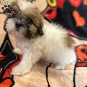 Jennifer, Shih Tzu Puppy