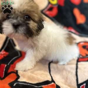 Jennifer, Shih Tzu Puppy