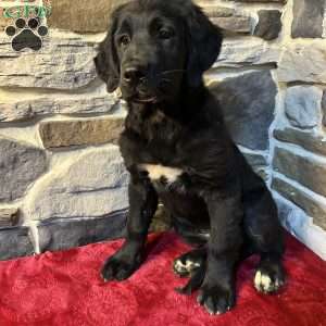 Rachel, Bernese Golden Mountain Dog Puppy